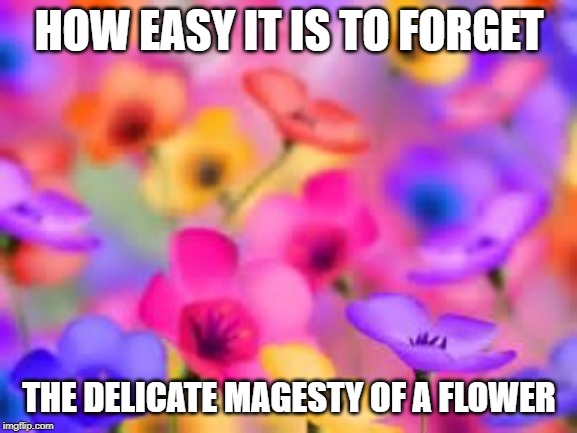 flowers | HOW EASY IT IS TO FORGET; THE DELICATE MAGESTY OF A FLOWER | image tagged in flowers | made w/ Imgflip meme maker
