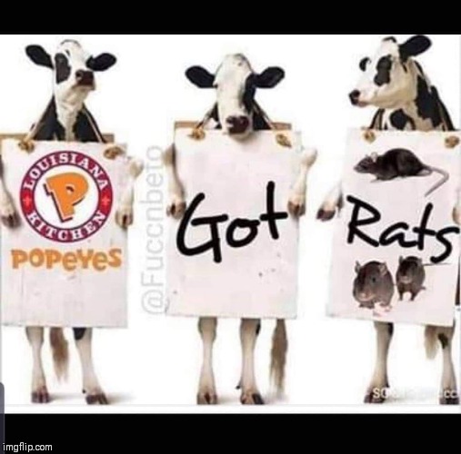 Chicken Wars | image tagged in popeyes,chick-fil-a,why the chicken cross the road | made w/ Imgflip meme maker