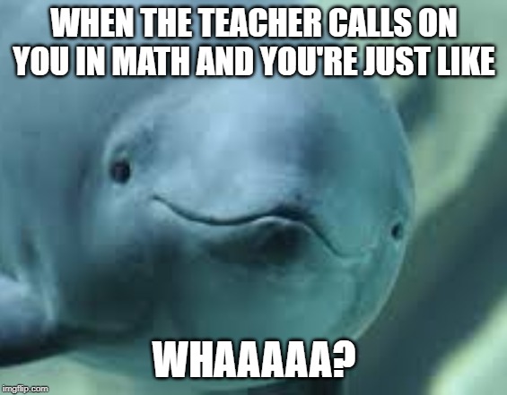 I didn't have my hand up | WHEN THE TEACHER CALLS ON YOU IN MATH AND YOU'RE JUST LIKE; WHAAAAA? | image tagged in porpoise | made w/ Imgflip meme maker