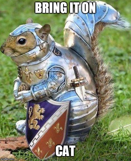 Armor squirrel | BRING IT ON CAT | image tagged in armor squirrel | made w/ Imgflip meme maker