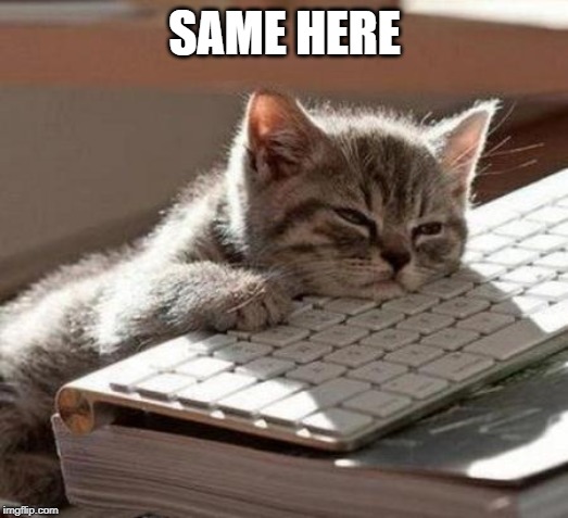tired cat | SAME HERE | image tagged in tired cat | made w/ Imgflip meme maker