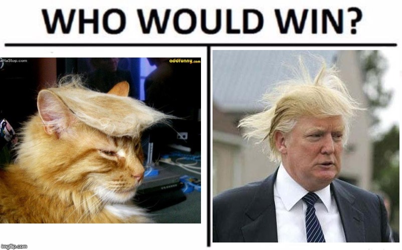 image tagged in donald trump,who would win,donald trump hair,donald trump memes,cats,cat | made w/ Imgflip meme maker