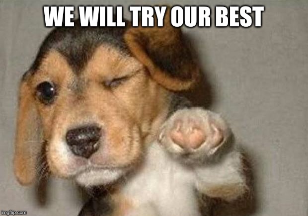 Winking Dog | WE WILL TRY OUR BEST | image tagged in winking dog | made w/ Imgflip meme maker