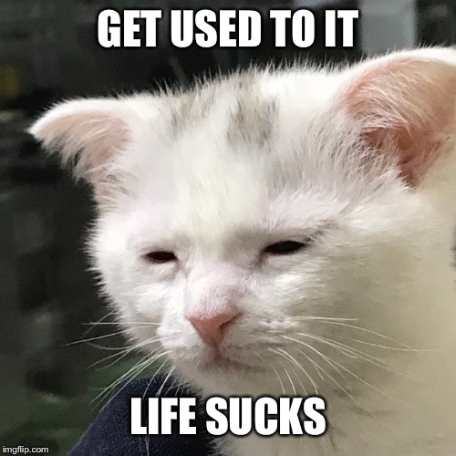 Depressed Cat | GET USED TO IT LIFE SUCKS | image tagged in depressed cat | made w/ Imgflip meme maker