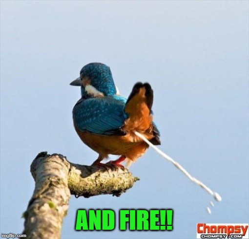 Bird pooping | AND FIRE!! | image tagged in bird pooping | made w/ Imgflip meme maker