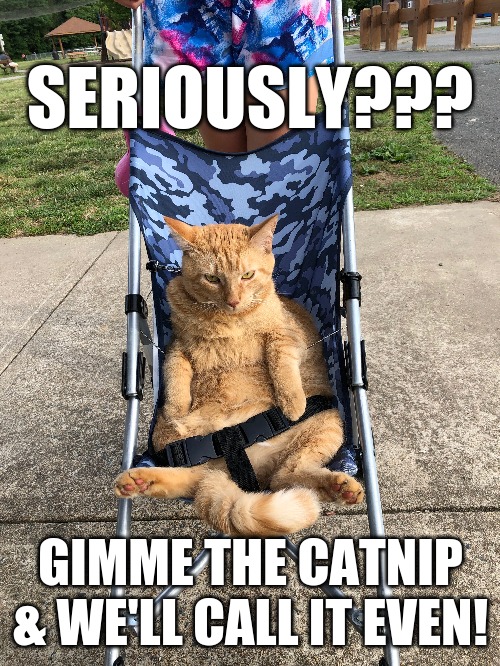 Oh, the things I have to do... | SERIOUSLY??? GIMME THE CATNIP & WE'LL CALL IT EVEN! | image tagged in funny cat memes | made w/ Imgflip meme maker