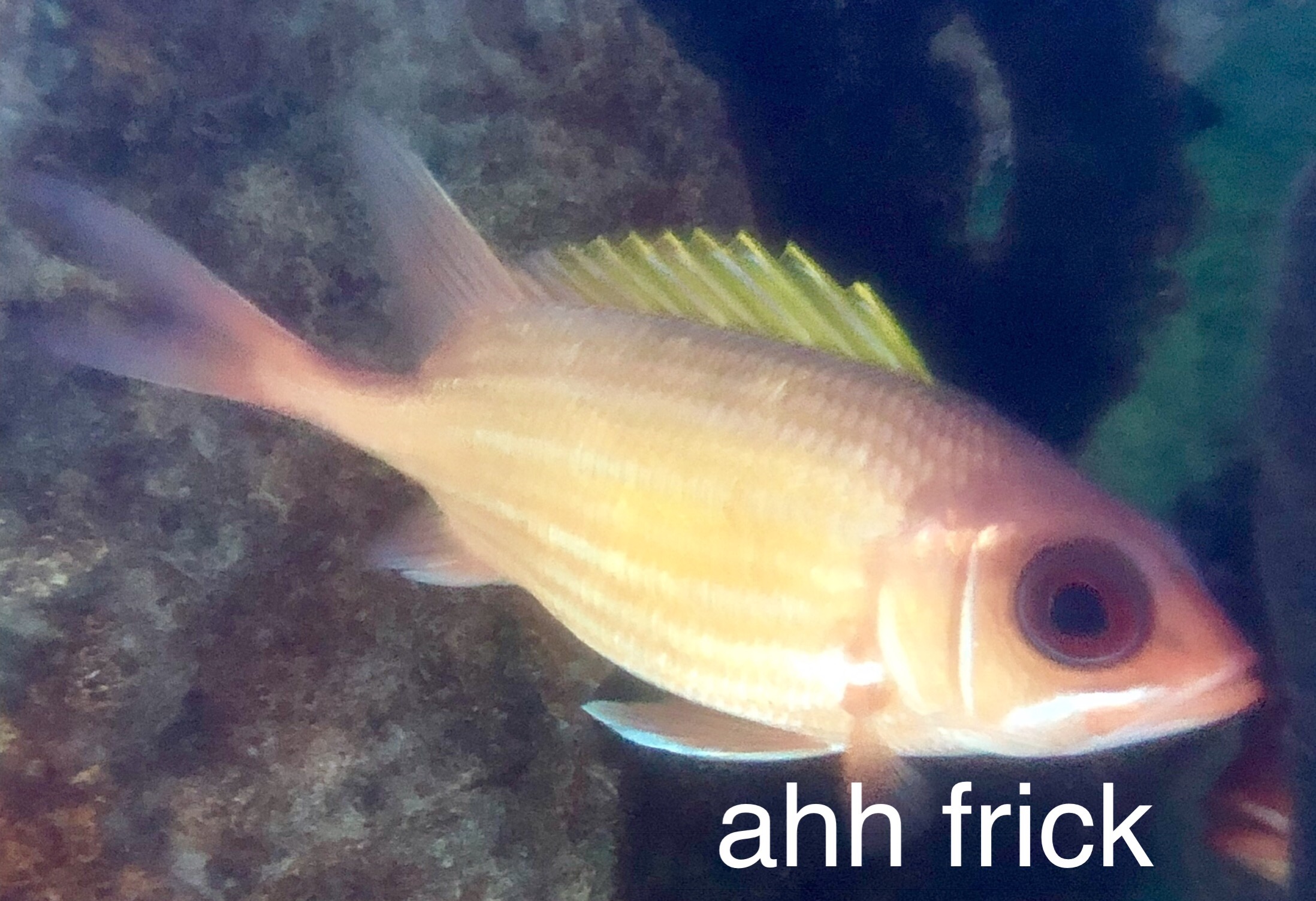 unsettled fish Blank Meme Template