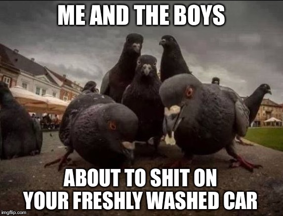 Pigeons | ME AND THE BOYS; ABOUT TO SHIT ON YOUR FRESHLY WASHED CAR | image tagged in pigeons,me and the boys week | made w/ Imgflip meme maker