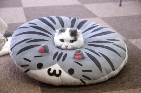 Cat pillow cat Blank Meme Template