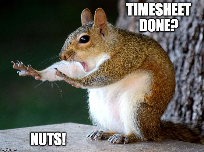 squirrel timesheet reminder | TIMESHEET DONE? NUTS! | image tagged in squirrel timesheet reminder,timesheet reminder,timesheeet meme,squirrel,nuts | made w/ Imgflip meme maker