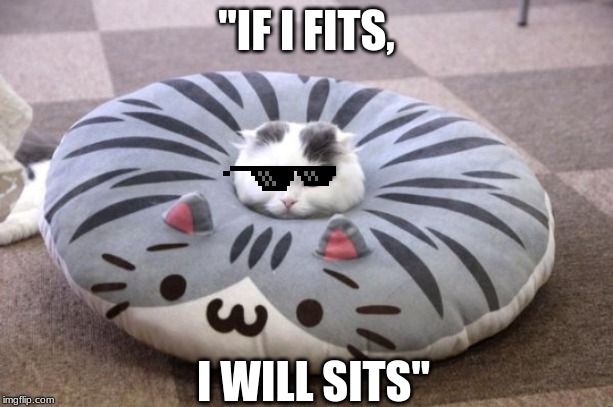 if i fits i sits | "IF I FITS, I WILL SITS" | image tagged in sits,cat,if i fits,i will sits | made w/ Imgflip meme maker