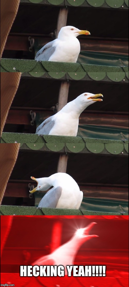 Inhaling Seagull Meme | HECKING YEAH!!!! | image tagged in memes,inhaling seagull | made w/ Imgflip meme maker