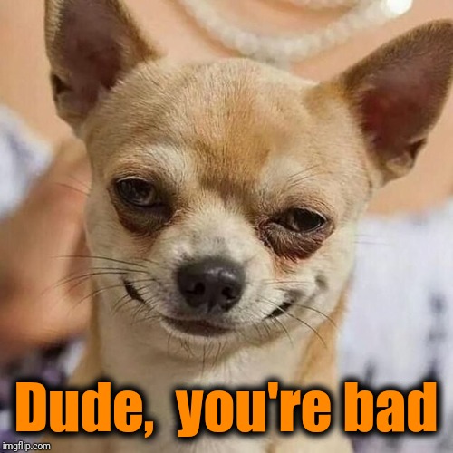 Smirking Dog | Dude,  you're bad | image tagged in smirking dog | made w/ Imgflip meme maker