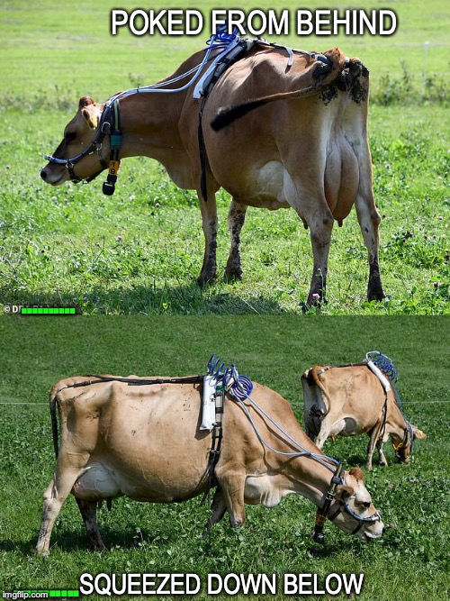 Conflatulations: Methane Monitoring Devices Installed On Cows | POKED FROM BEHIND; .......... ........... SQUEEZED DOWN BELOW | image tagged in germany,cows,environmental | made w/ Imgflip meme maker