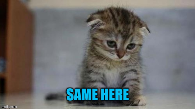 Sad kitten | SAME HERE | image tagged in sad kitten | made w/ Imgflip meme maker