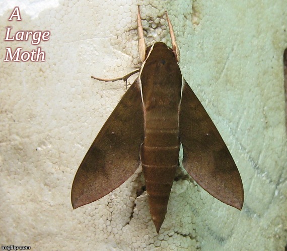 A Large Moth | A Large
Moth | image tagged in moth,large moth,memes | made w/ Imgflip meme maker