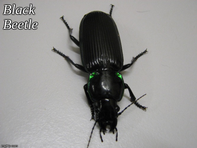 Black Beetle | Black 
Beetle | image tagged in memes,black beetle | made w/ Imgflip meme maker