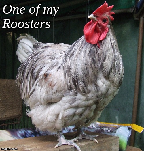 One of my Roosters | One of my 
Roosters | image tagged in memes,roosters | made w/ Imgflip meme maker