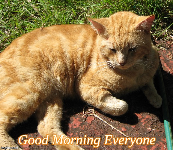 Good Morning Everyone | Good Morning Everyone | image tagged in memes,good morning,good morning cats,cats | made w/ Imgflip meme maker