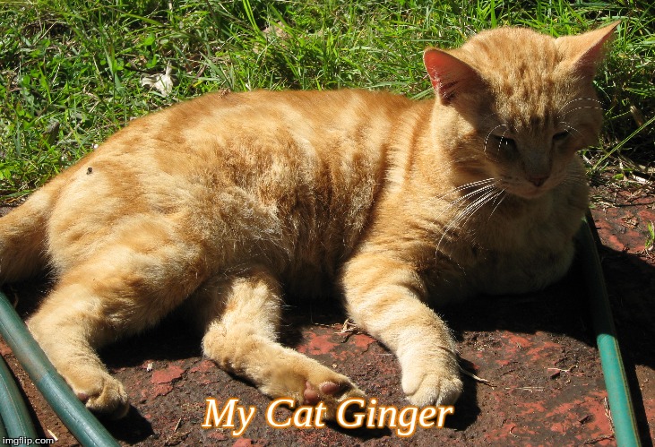 My Cat Ginger | My Cat Ginger | image tagged in memes,cats,ginger cats | made w/ Imgflip meme maker