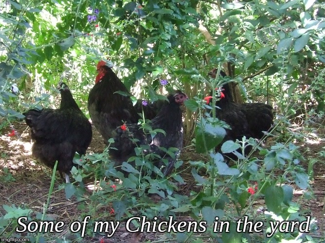 Some of my Chickens in the yard | Some of my Chickens in the yard | image tagged in memes,chickens | made w/ Imgflip meme maker