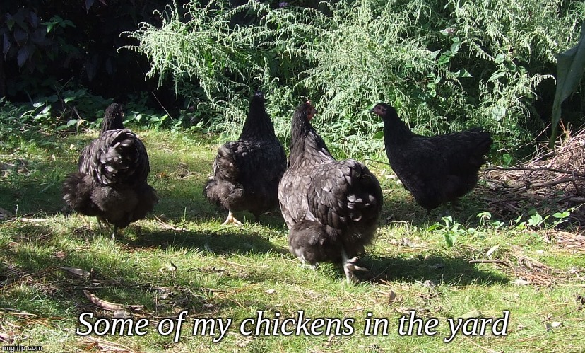 Some of my chickens in the yard | Some of my chickens in the yard | image tagged in memes,chickens | made w/ Imgflip meme maker