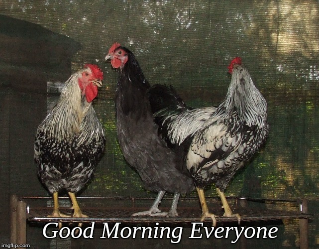 Good Morning Everyone | Good Morning Everyone | image tagged in memes,roosters,chickens,good morning,good morning chickens | made w/ Imgflip meme maker