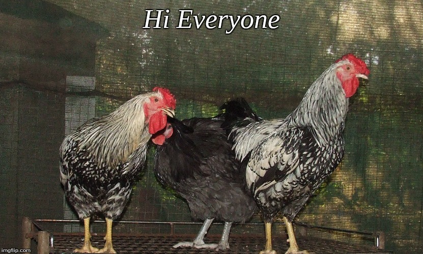 Hi everyone | Hi Everyone | image tagged in memes,roosters,chickens,hi everyone chickens | made w/ Imgflip meme maker