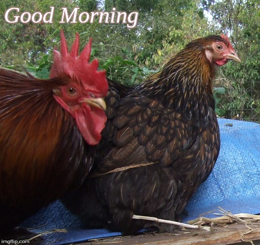 Good Morning | Good Morning | image tagged in memes,chickens,good morning,good morning chickens | made w/ Imgflip meme maker