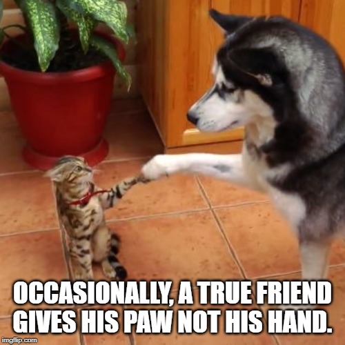 A True friends | OCCASIONALLY, A TRUE FRIEND GIVES HIS PAW NOT HIS HAND. | image tagged in cat | made w/ Imgflip meme maker