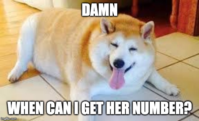 Thicc Doggo | DAMN WHEN CAN I GET HER NUMBER? | image tagged in thicc doggo | made w/ Imgflip meme maker