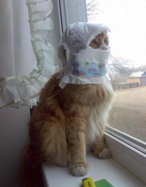 image tagged in funny,cats