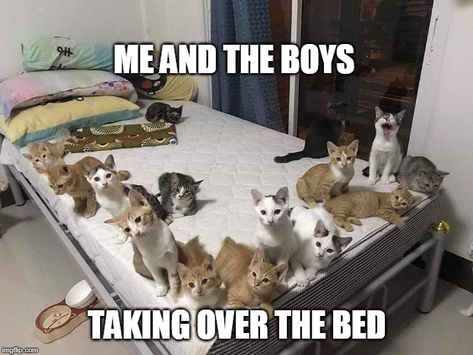 BEAT IT HUMAN. ME AND THE BOYS WEEK. | ME AND THE BOYS; TAKING OVER THE BED | image tagged in cats,cat,memes,me and the boys week | made w/ Imgflip meme maker