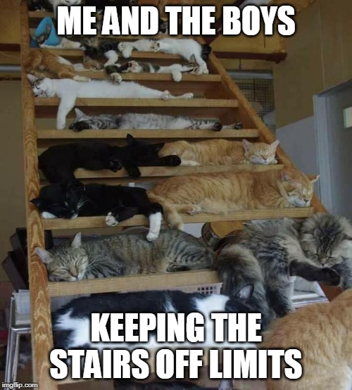 STAY DOWN THERE HUMAN. ME AND THE BOYS WEEK. | ME AND THE BOYS; KEEPING THE STAIRS OFF LIMITS | image tagged in me and the boys week,cats,cat,memes | made w/ Imgflip meme maker