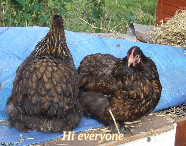 Hi Everyone | Hi everyone | image tagged in memes,hi everyone,chickens | made w/ Imgflip meme maker