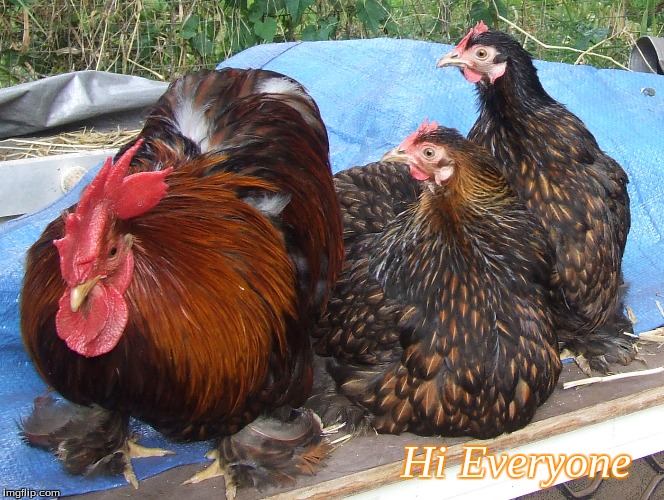 Hi Everyone | Hi Everyone | image tagged in memes,chickens,pekins,hi everyone chickens | made w/ Imgflip meme maker