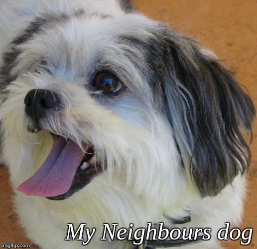 My Neighbours dog | My Neighbours dog | image tagged in memes,dogs | made w/ Imgflip meme maker