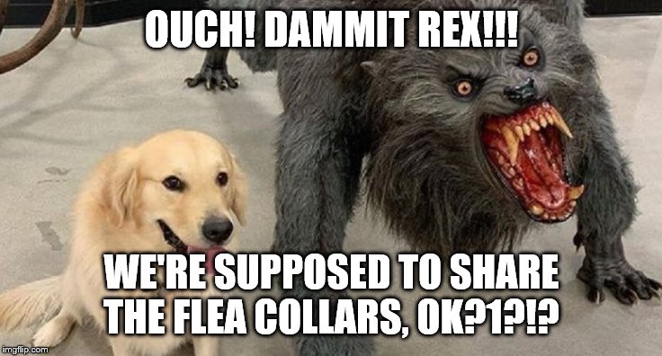 dog next to werewolf | OUCH! DAMMIT REX!!! WE'RE SUPPOSED TO SHARE THE FLEA COLLARS, OK?1?!? | image tagged in dog next to werewolf | made w/ Imgflip meme maker