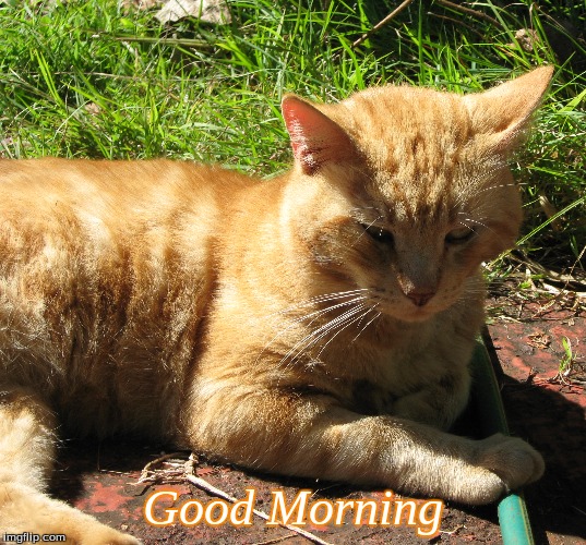 Good Morning | Good Morning | image tagged in memes,good morning,cats,good morning cats | made w/ Imgflip meme maker