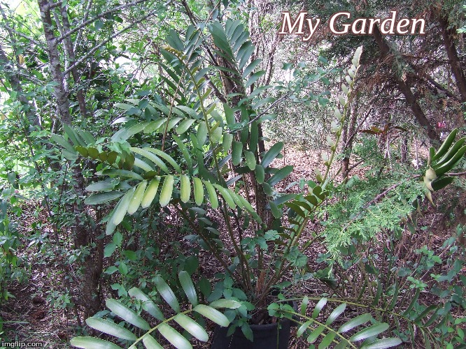 My Garden | My Garden | image tagged in memes,my garden | made w/ Imgflip meme maker