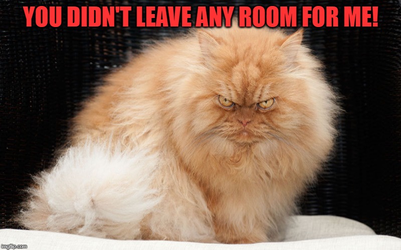 Angry Cat | YOU DIDN'T LEAVE ANY ROOM FOR ME! | image tagged in angry cat | made w/ Imgflip meme maker