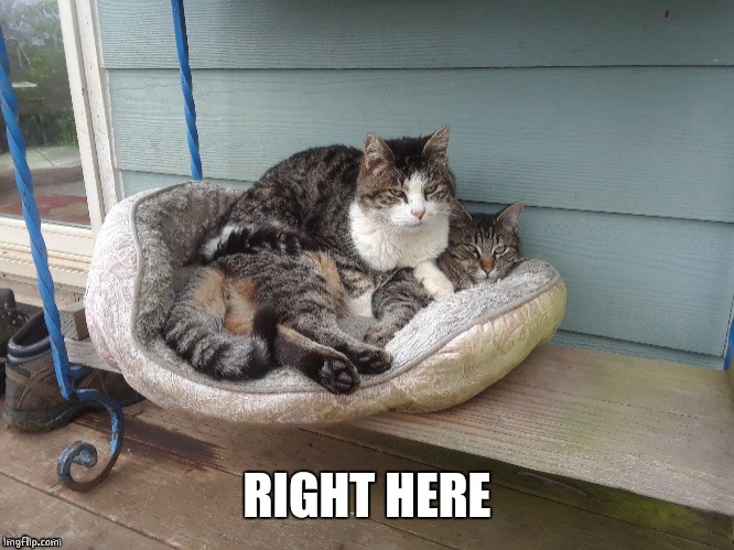 CAT ON CAT | RIGHT HERE | image tagged in cat on cat | made w/ Imgflip meme maker
