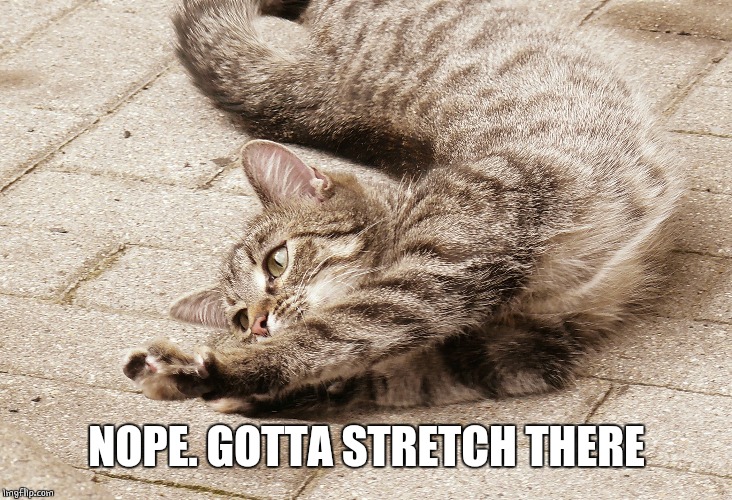 Cat Stretching | NOPE. GOTTA STRETCH THERE | image tagged in cat stretching | made w/ Imgflip meme maker
