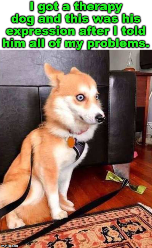 On second thought, maybe I should have eased in with smaller issues. | I got a therapy dog and this was his expression after I told him all of my problems. | image tagged in therapy,dog,funny meme | made w/ Imgflip meme maker