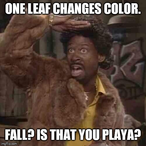 Is that you playa | ONE LEAF CHANGES COLOR. FALL? IS THAT YOU PLAYA? | image tagged in is that you playa | made w/ Imgflip meme maker