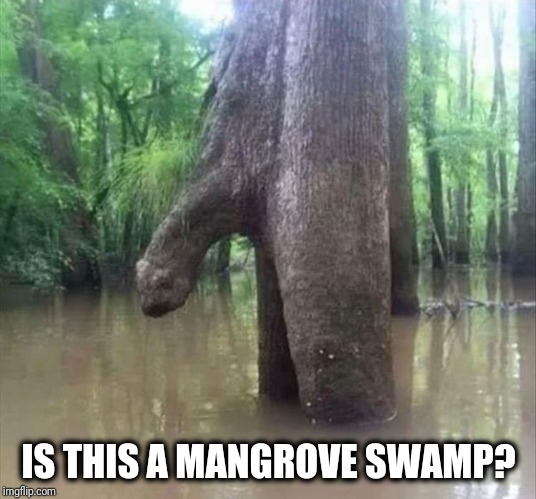 Just curious | IS THIS A MANGROVE SWAMP? | image tagged in mangrove | made w/ Imgflip meme maker