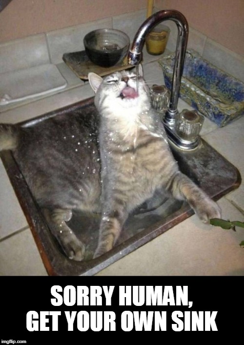 sink | SORRY HUMAN, GET YOUR OWN SINK | image tagged in cats,sink | made w/ Imgflip meme maker