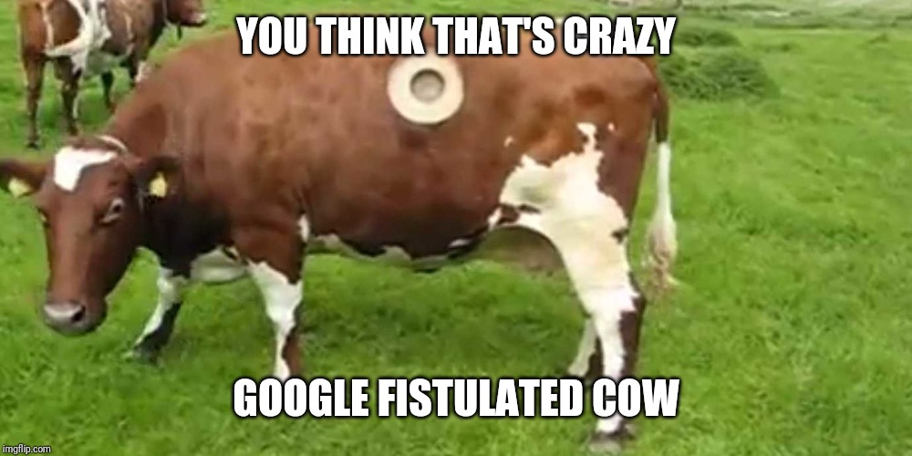 YOU THINK THAT'S CRAZY GOOGLE FISTULATED COW | made w/ Imgflip meme maker