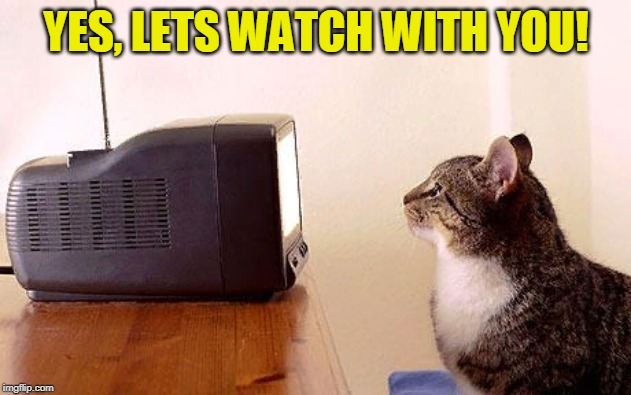 cat watching tv | YES, LETS WATCH WITH YOU! | image tagged in cat watching tv | made w/ Imgflip meme maker