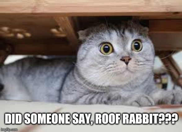 Roof rabbit??? | DID SOMEONE SAY, ROOF RABBIT??? | image tagged in cat,asian,buffet | made w/ Imgflip meme maker